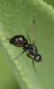 Sepsis sp.
